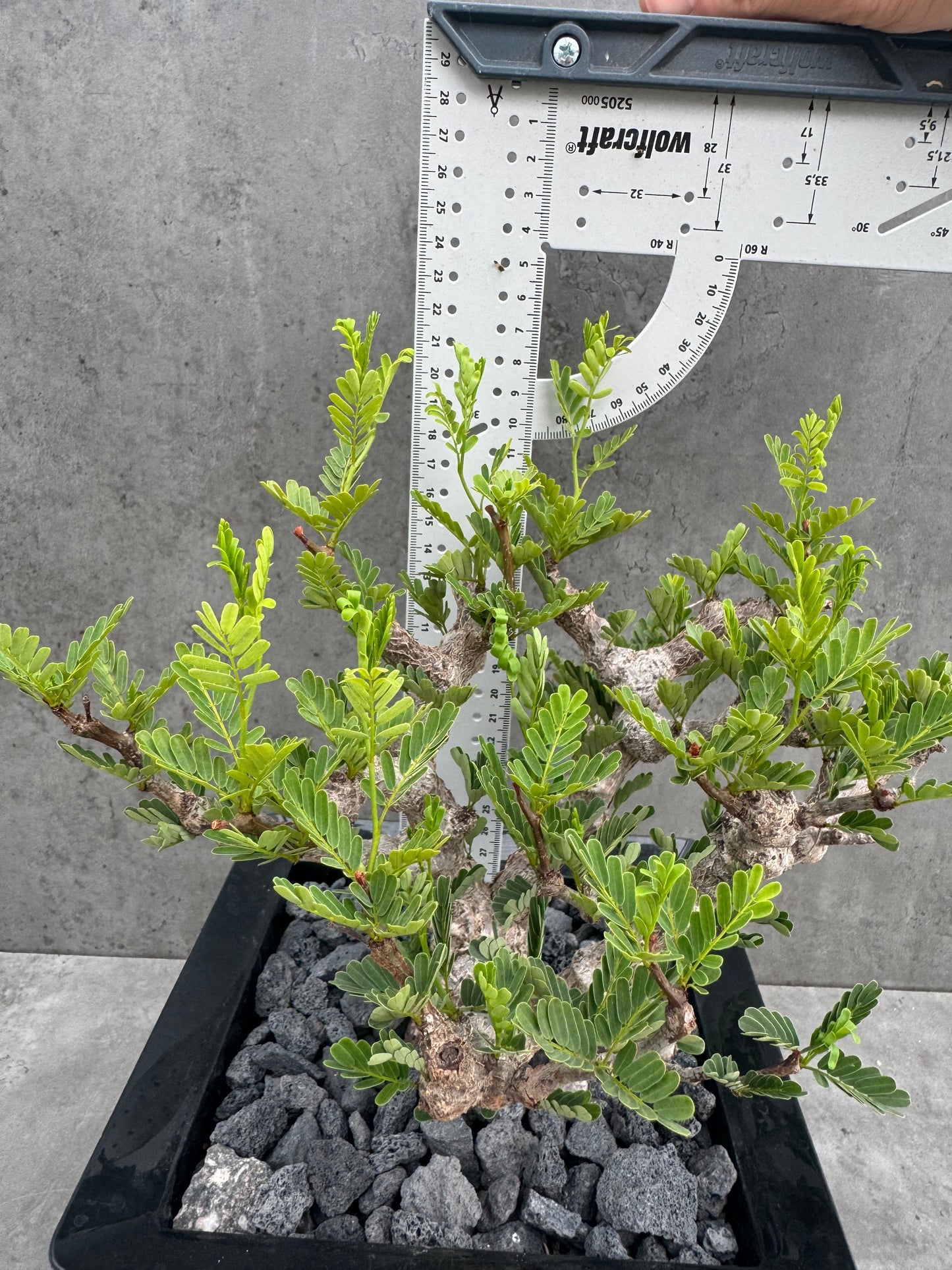 Senna meridionalis - ein exklusives Exemplar!