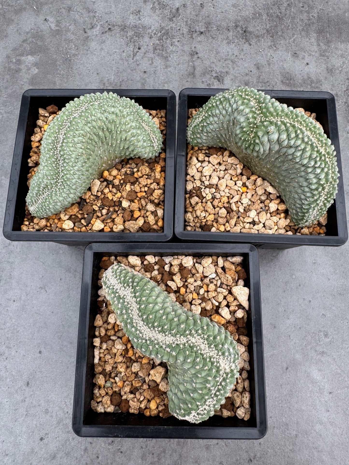 Strombocactus disciformis f. cristata – wurzelechte, blühfähige Exemplare