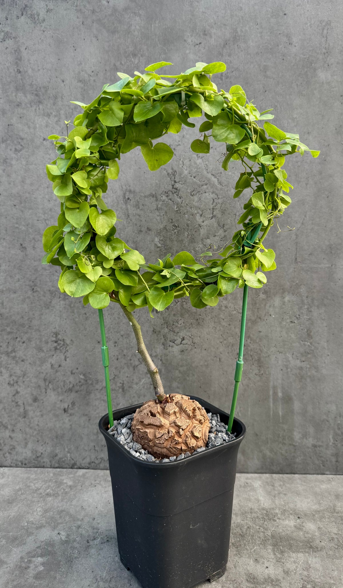 Dioscorea elephantipes – vollständig bewurzeltes Exemplar – Dio-11