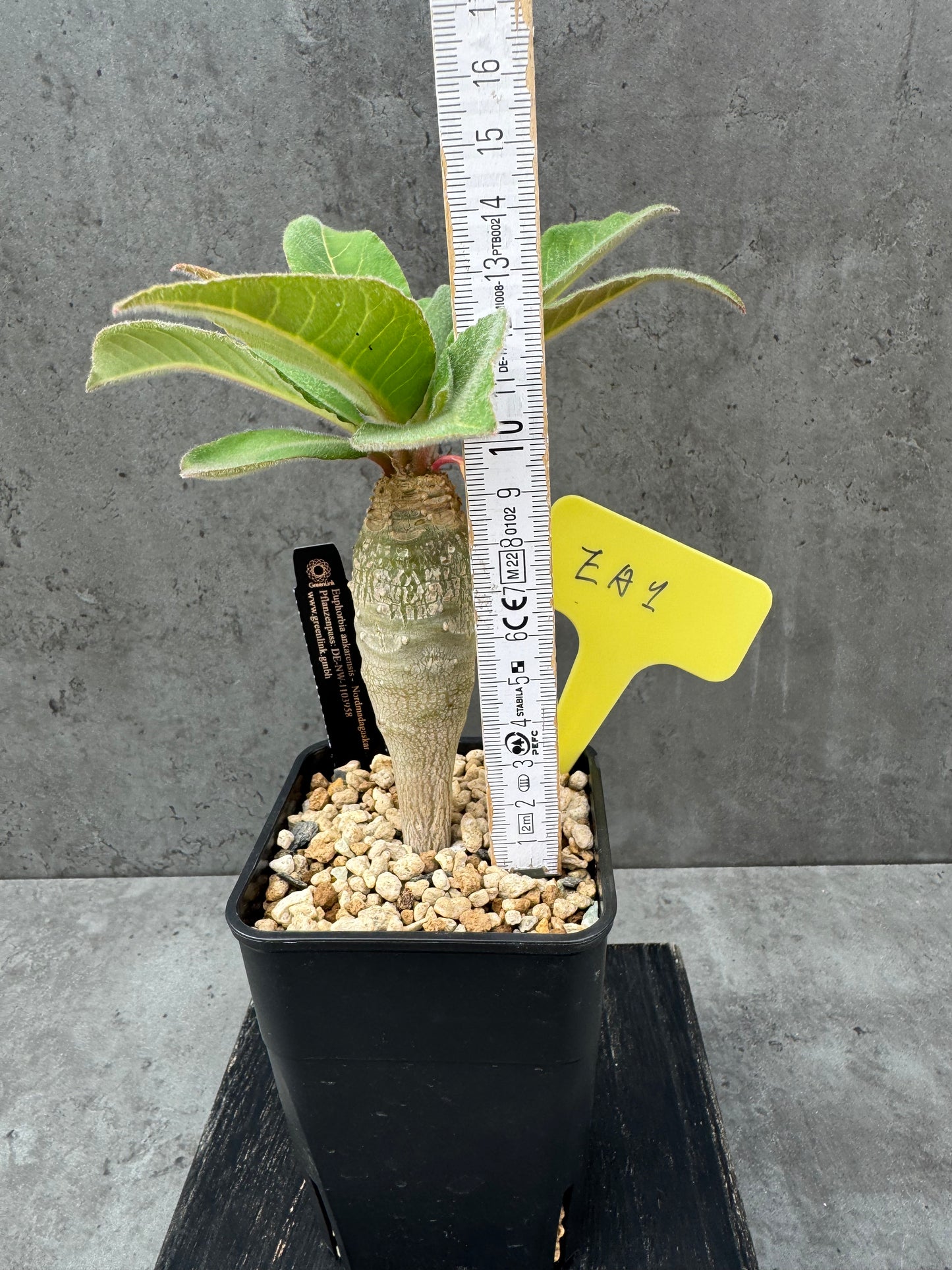 Euphorbia ankarensis