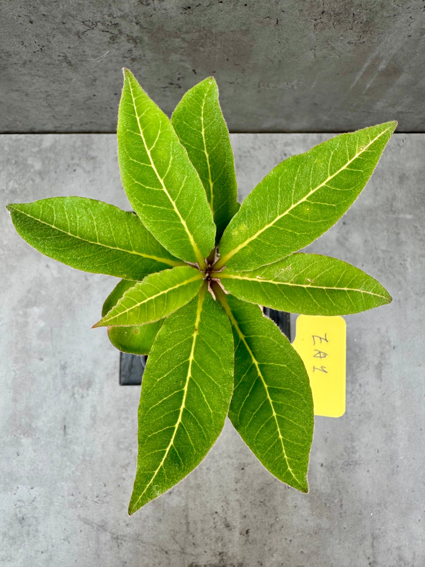 Euphorbia ankarensis