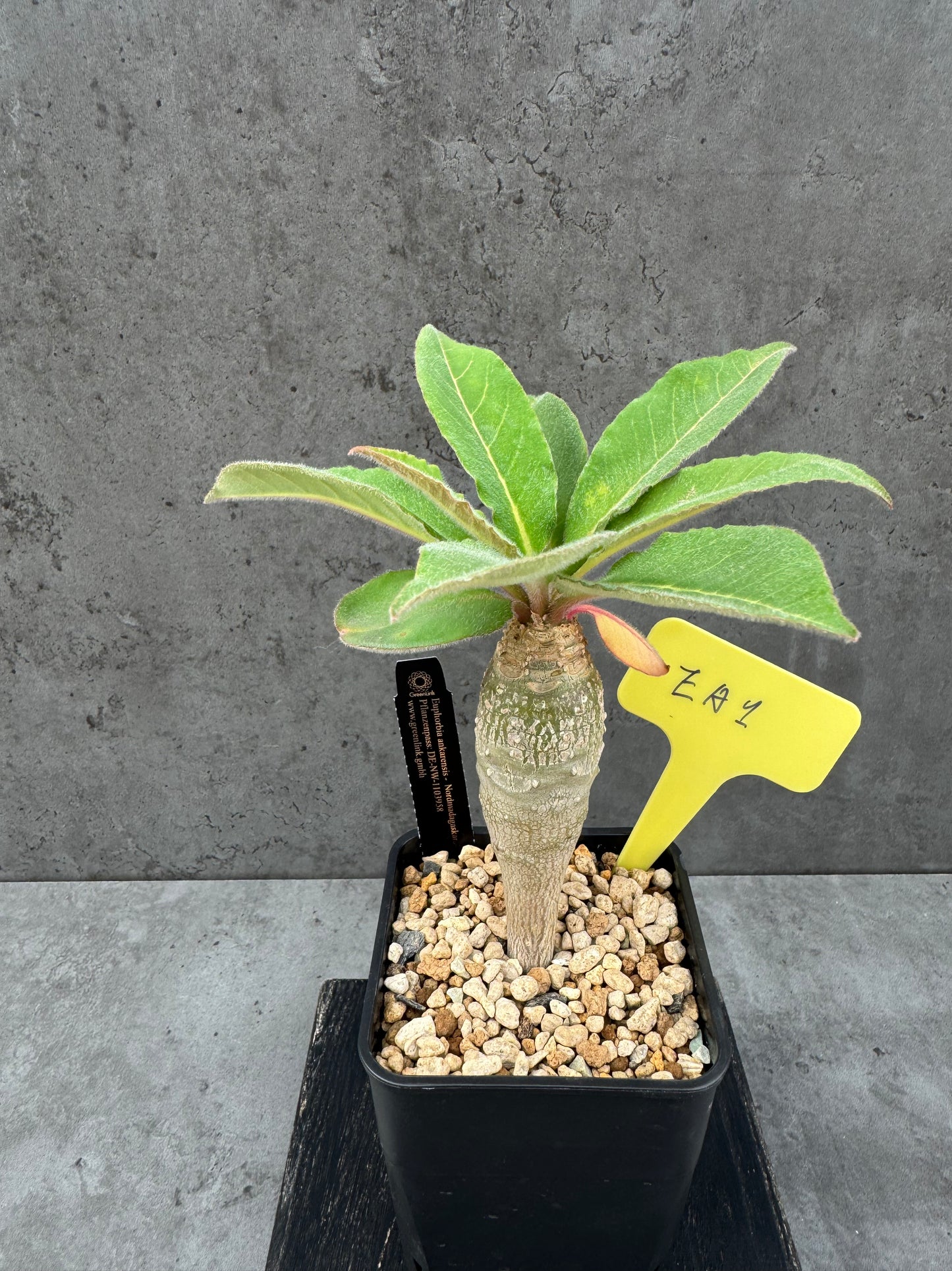 Euphorbia ankarensis