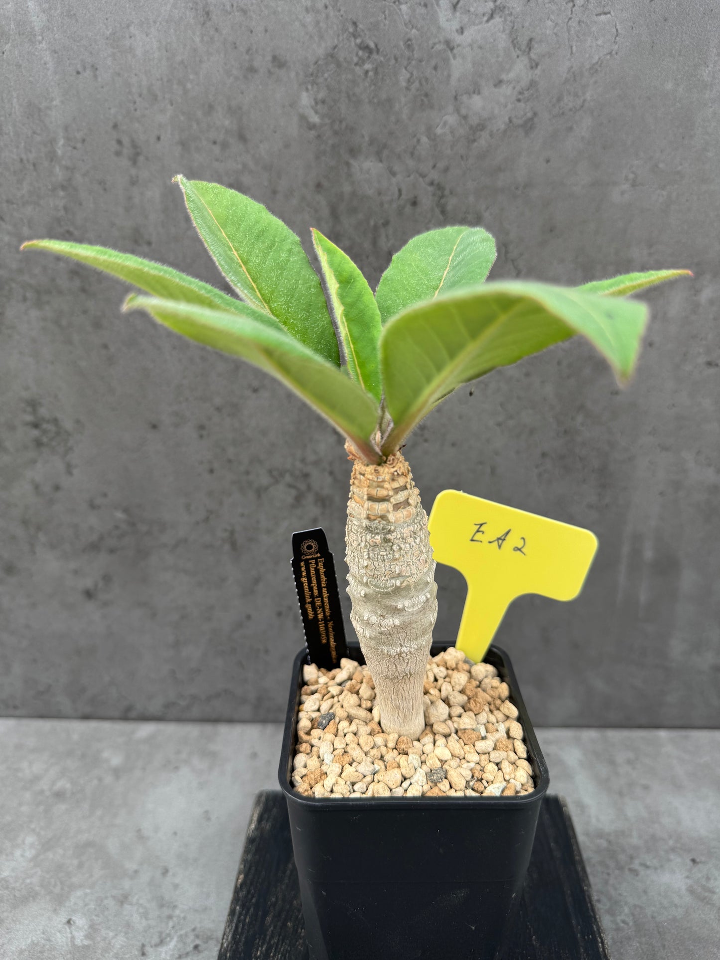 Euphorbia ankarensis