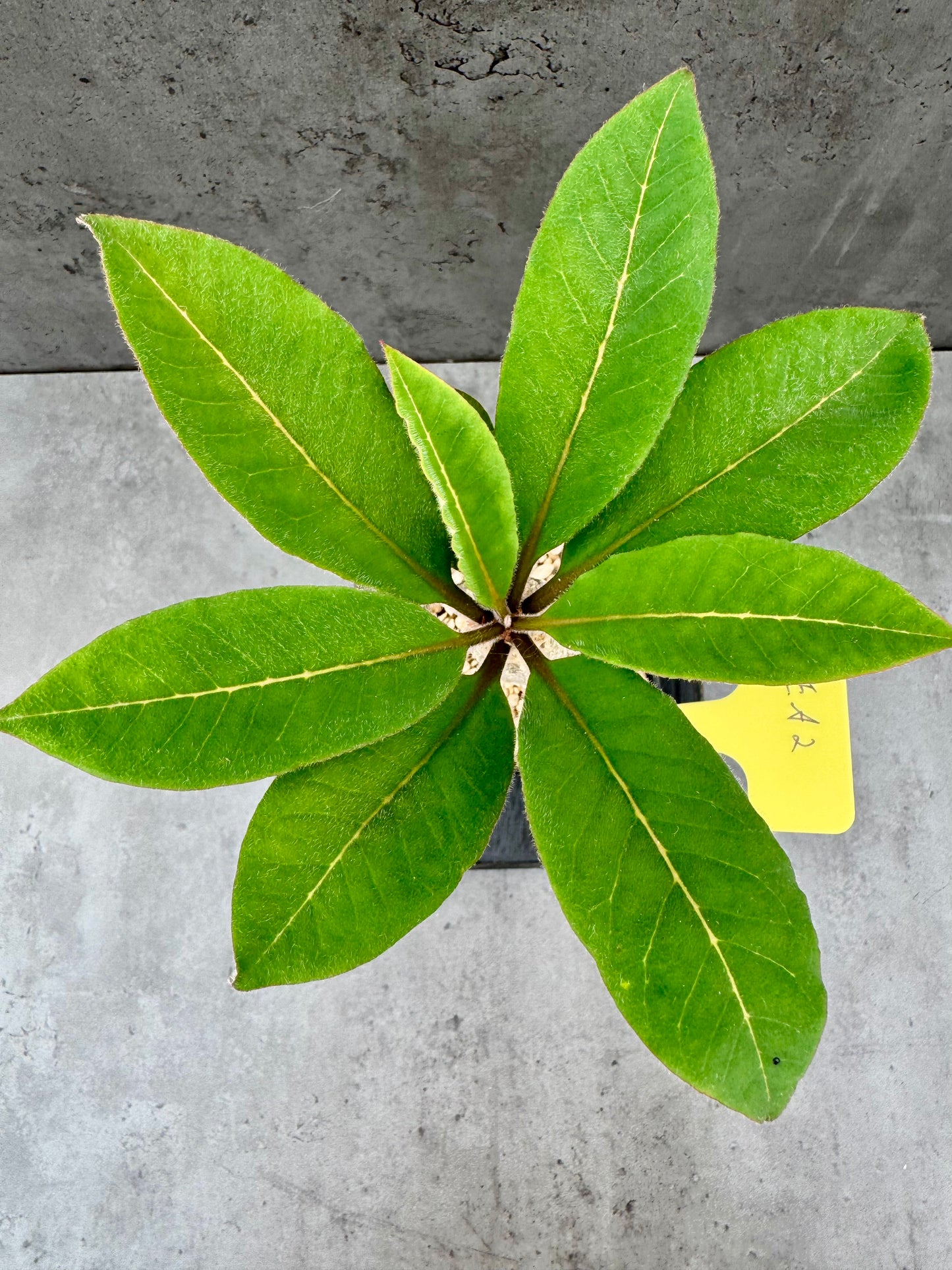 Euphorbia ankarensis