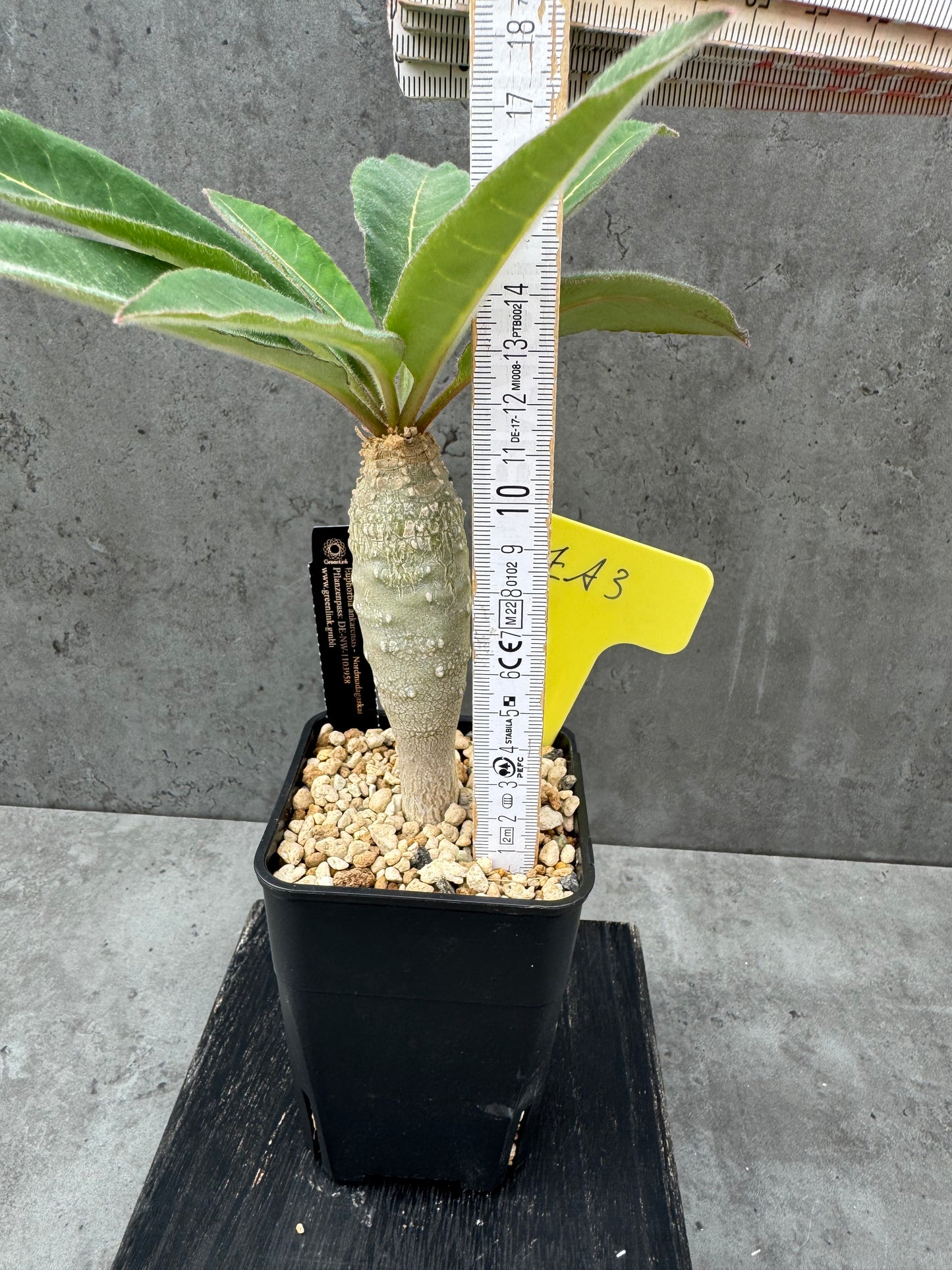 Euphorbia ankarensis