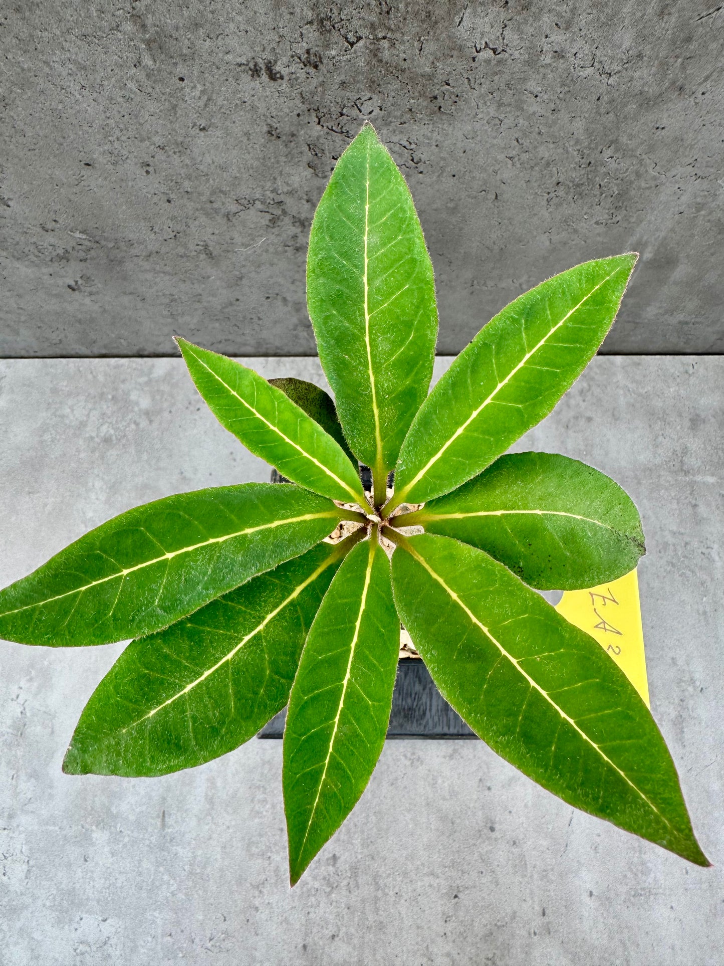 Euphorbia ankarensis