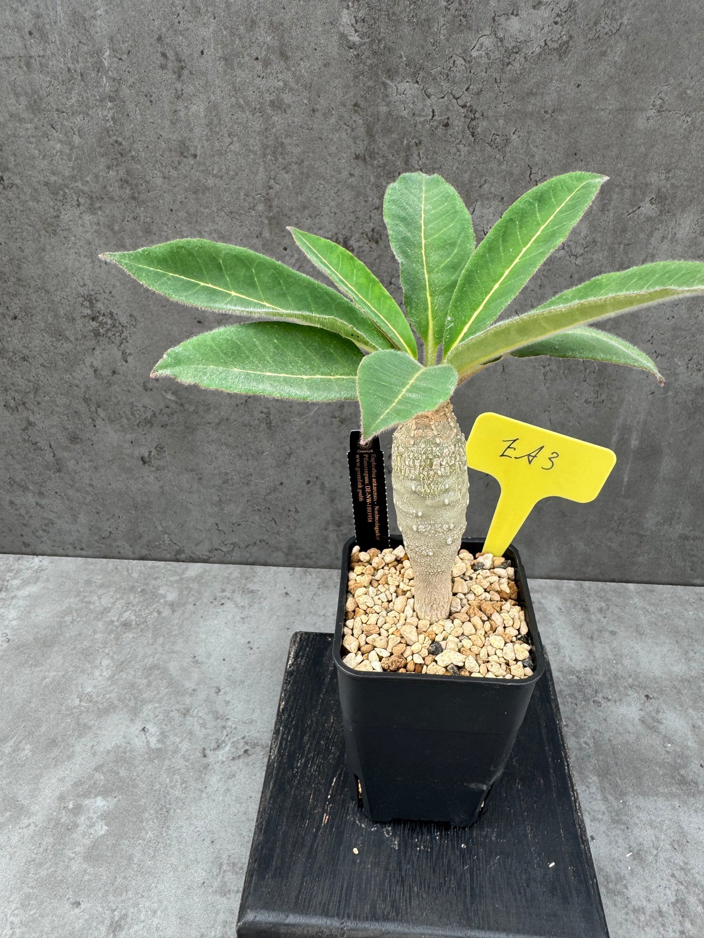 Euphorbia ankarensis