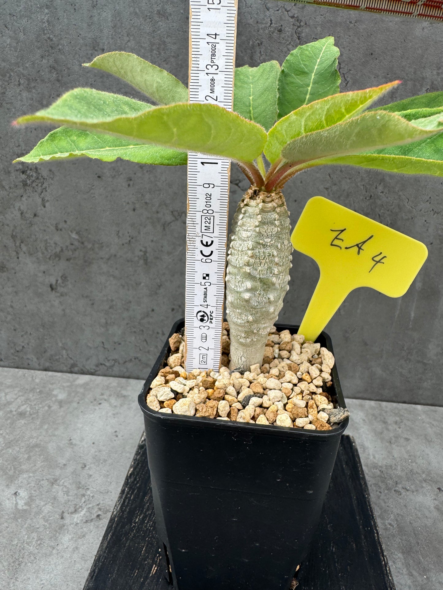 Euphorbia ankarensis