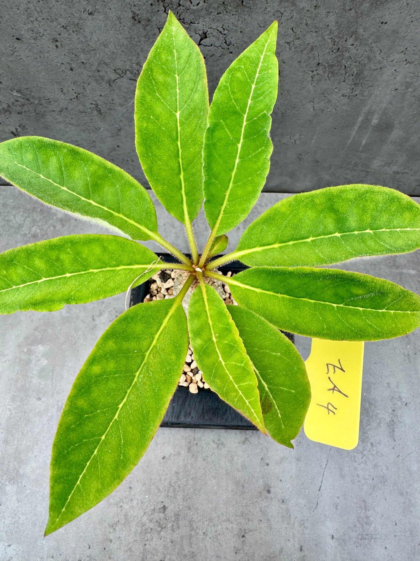 Euphorbia ankarensis