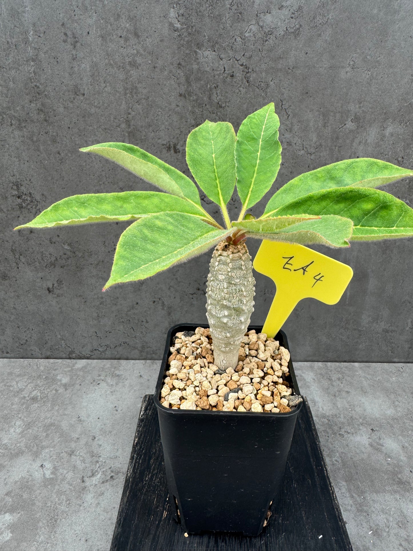Euphorbia ankarensis