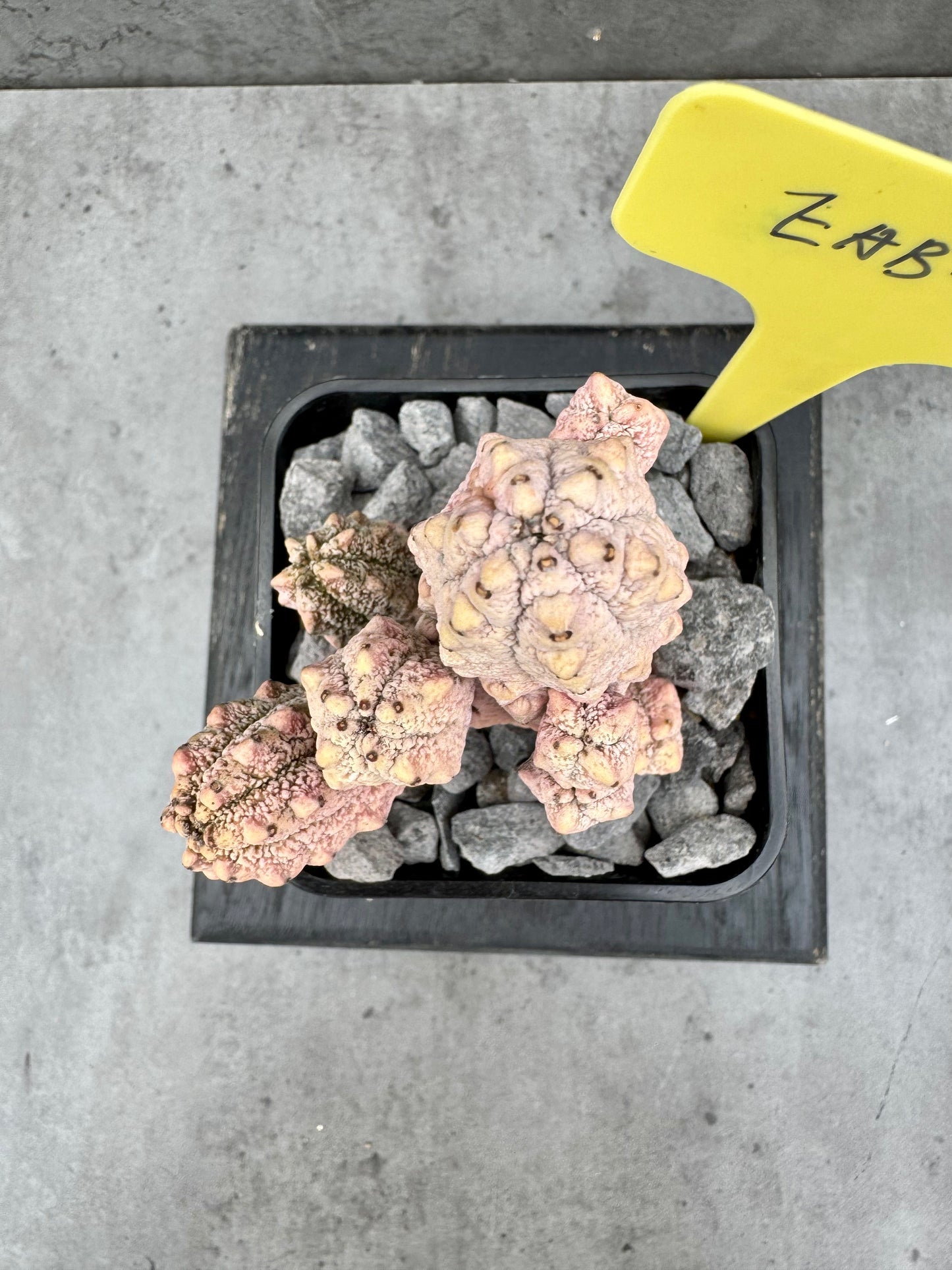 Euphorbia abdelkuri cv.Damask