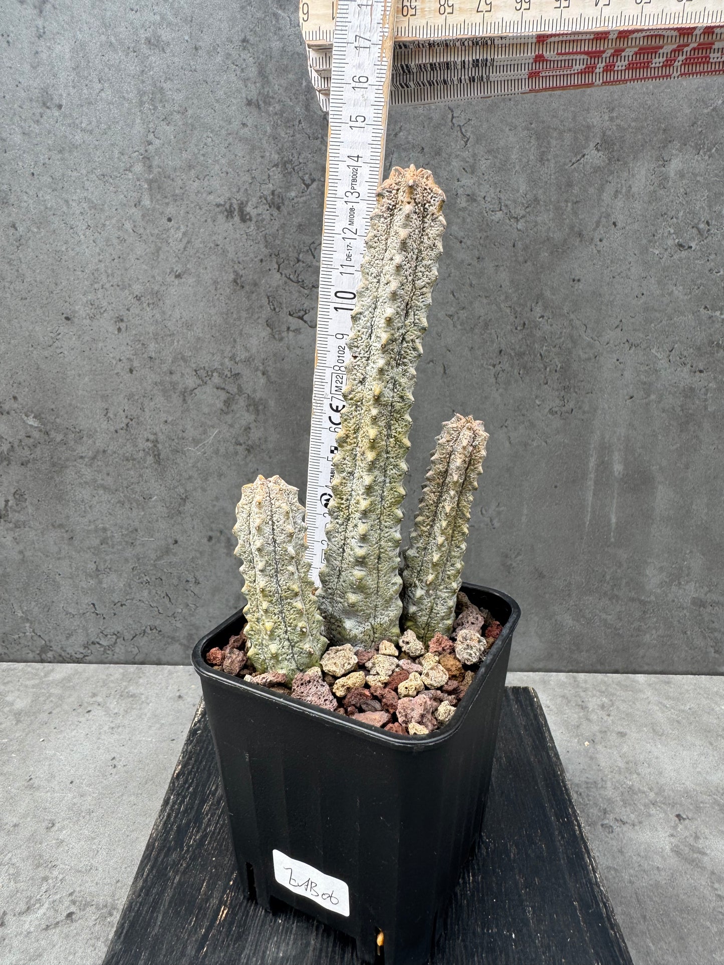 Euphorbia abdelkuri Gruppen