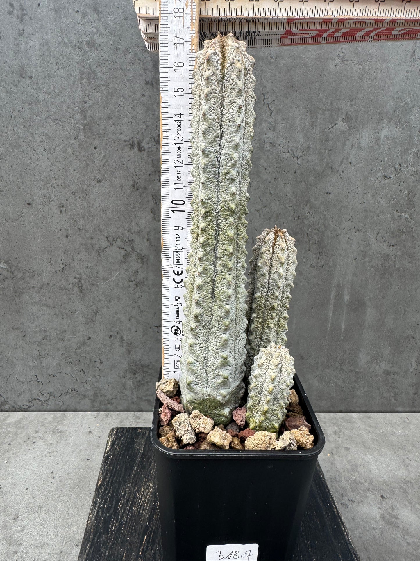 Euphorbia abdelkuri Gruppen