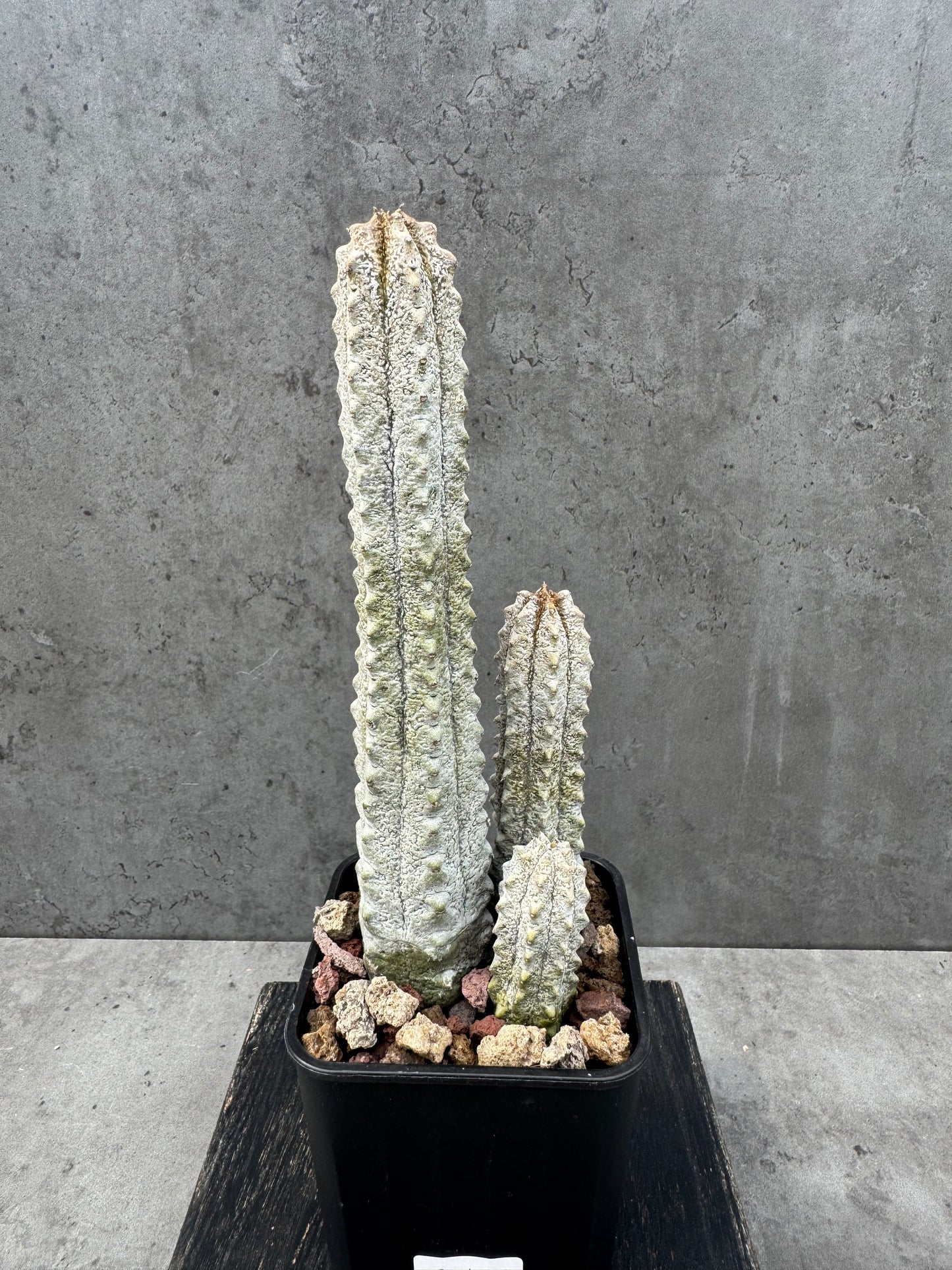 Euphorbia abdelkuri Gruppen