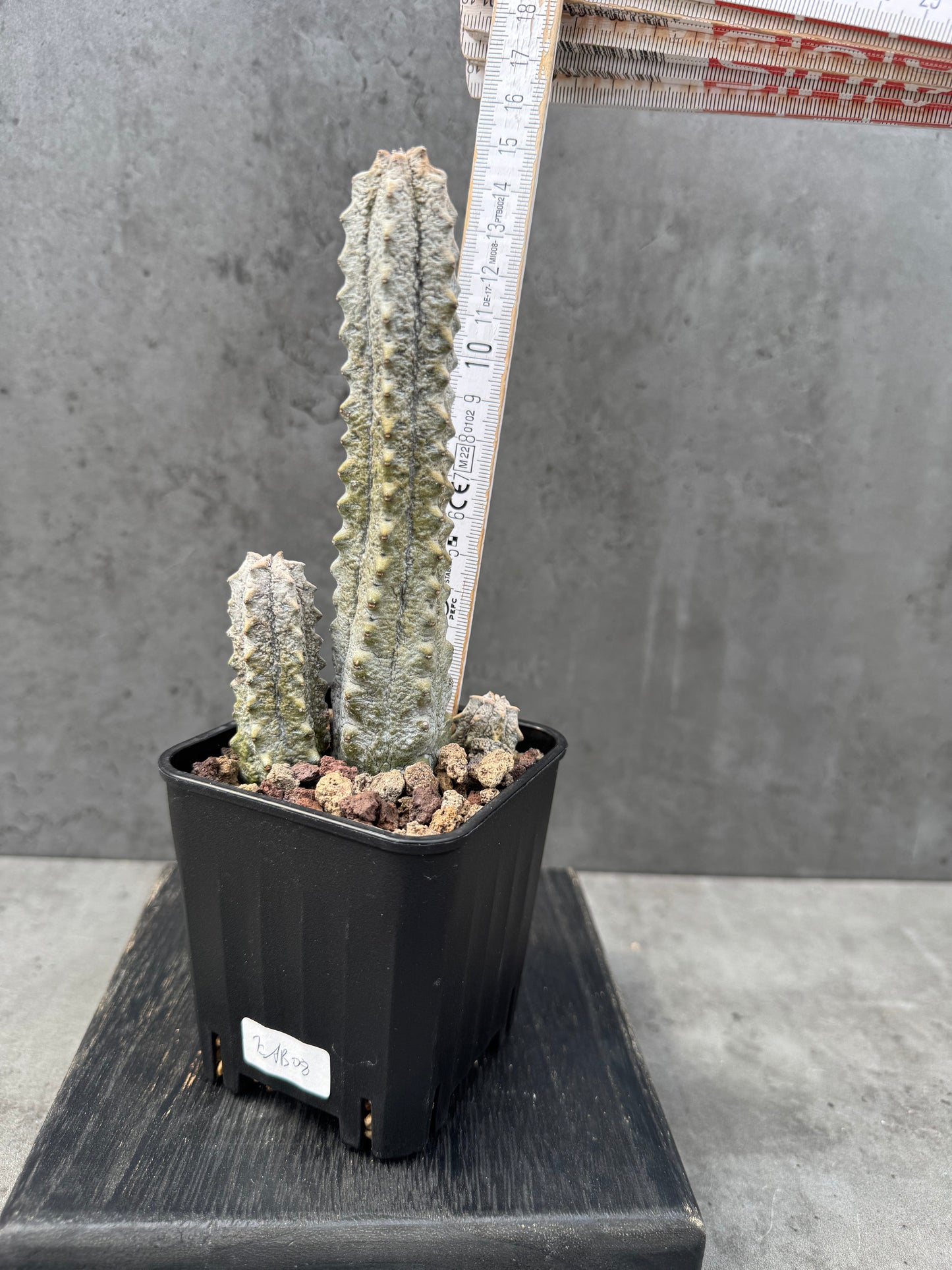 Euphorbia abdelkuri Gruppen