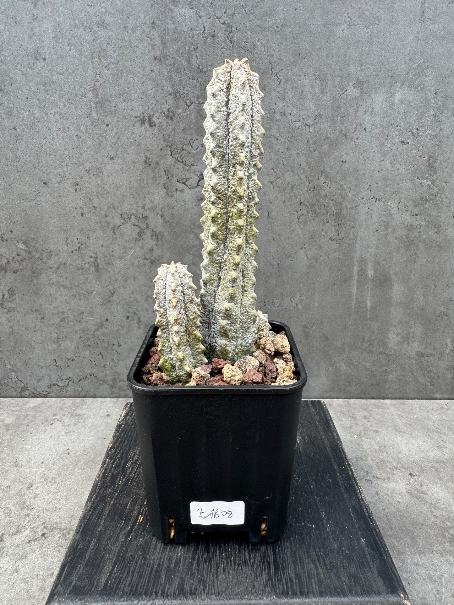 Euphorbia abdelkuri Gruppen