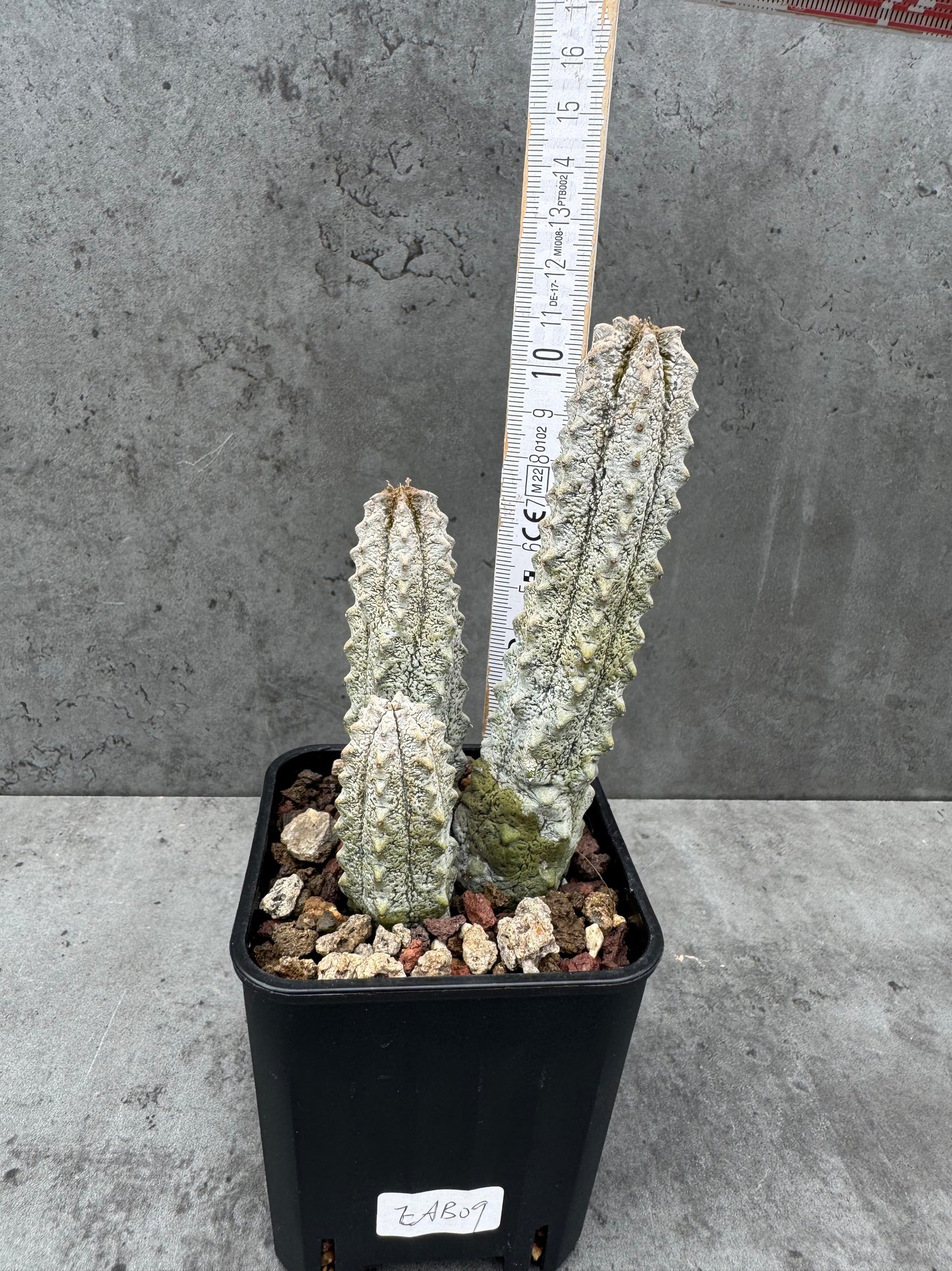 Euphorbia abdelkuri Gruppen