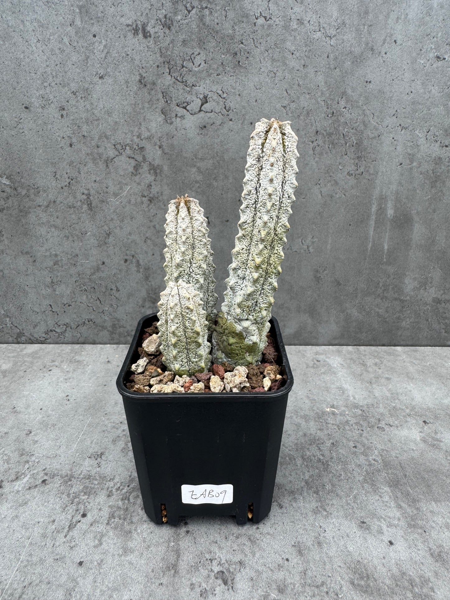 Euphorbia abdelkuri Gruppen