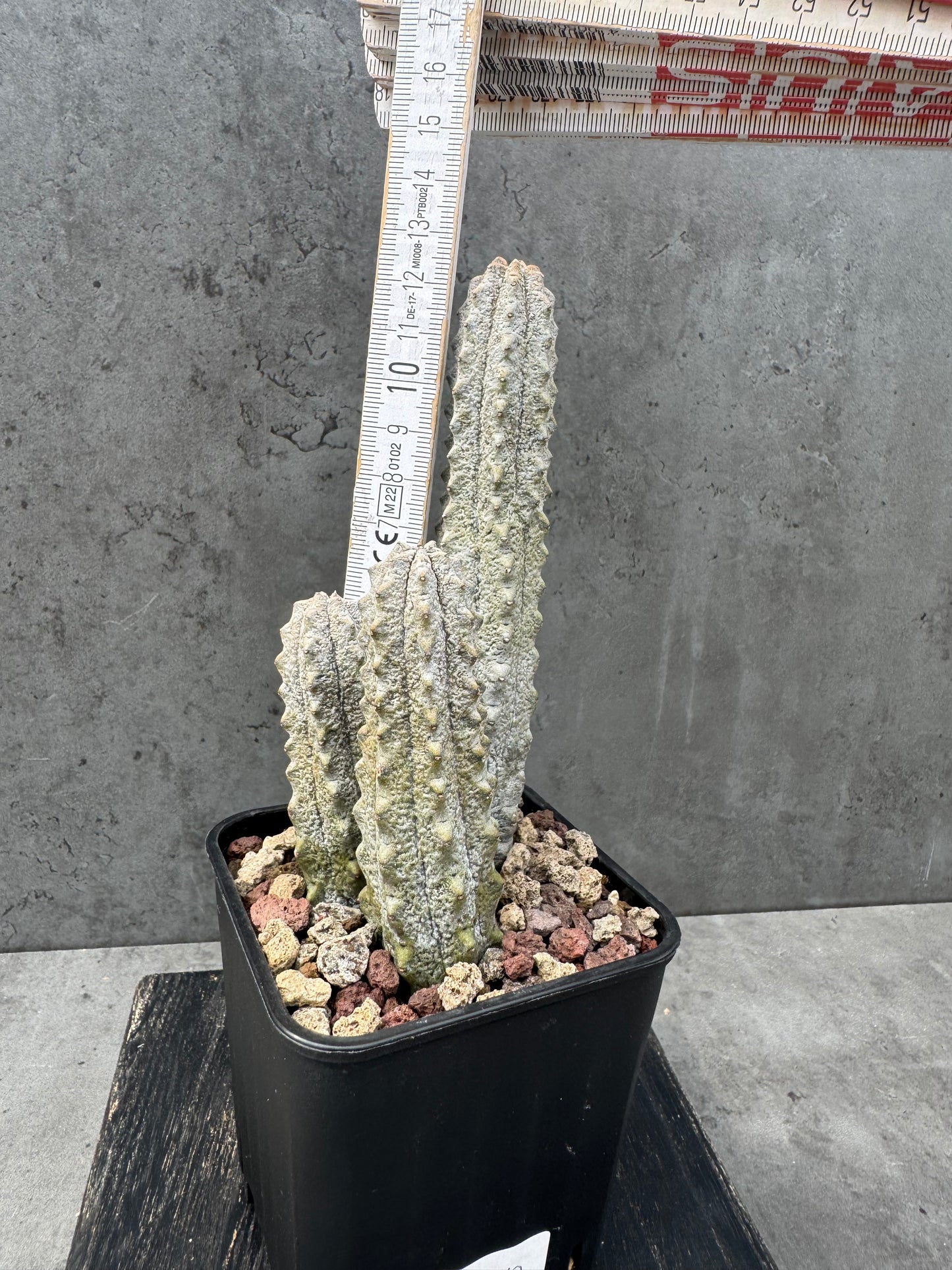 Euphorbia abdelkuri Gruppen