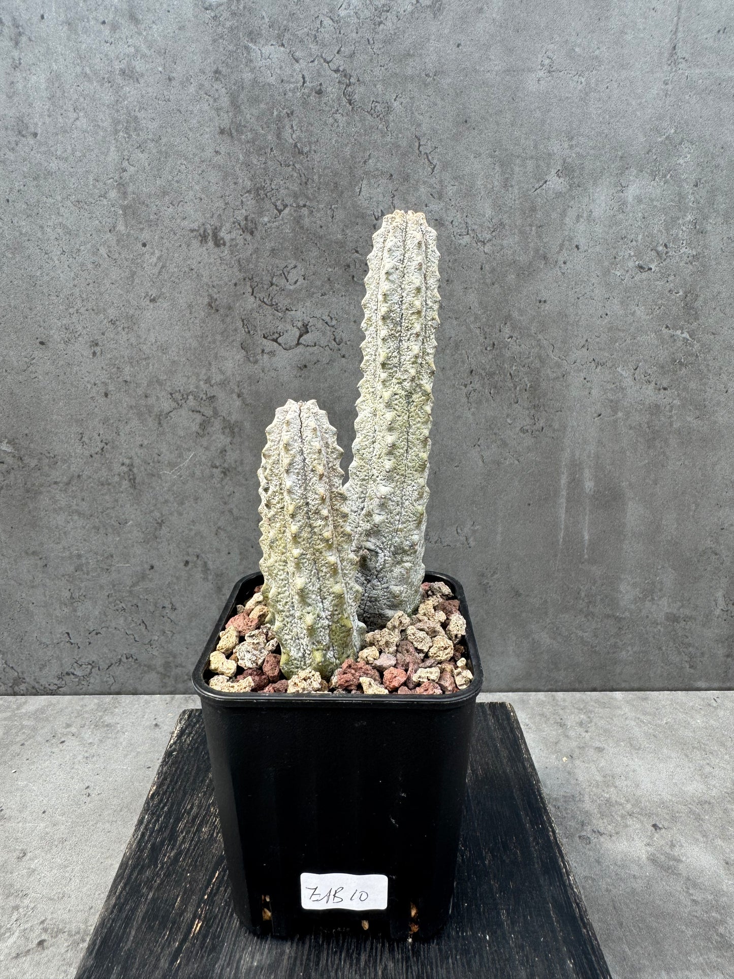 Euphorbia abdelkuri Gruppen