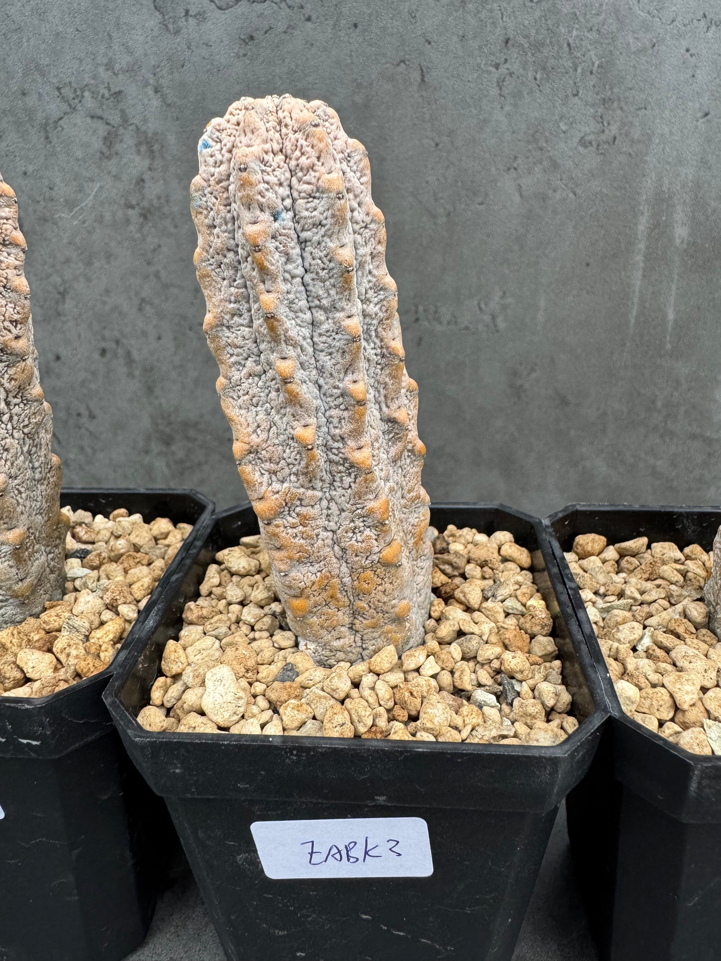 Euphorbia abdelkuri