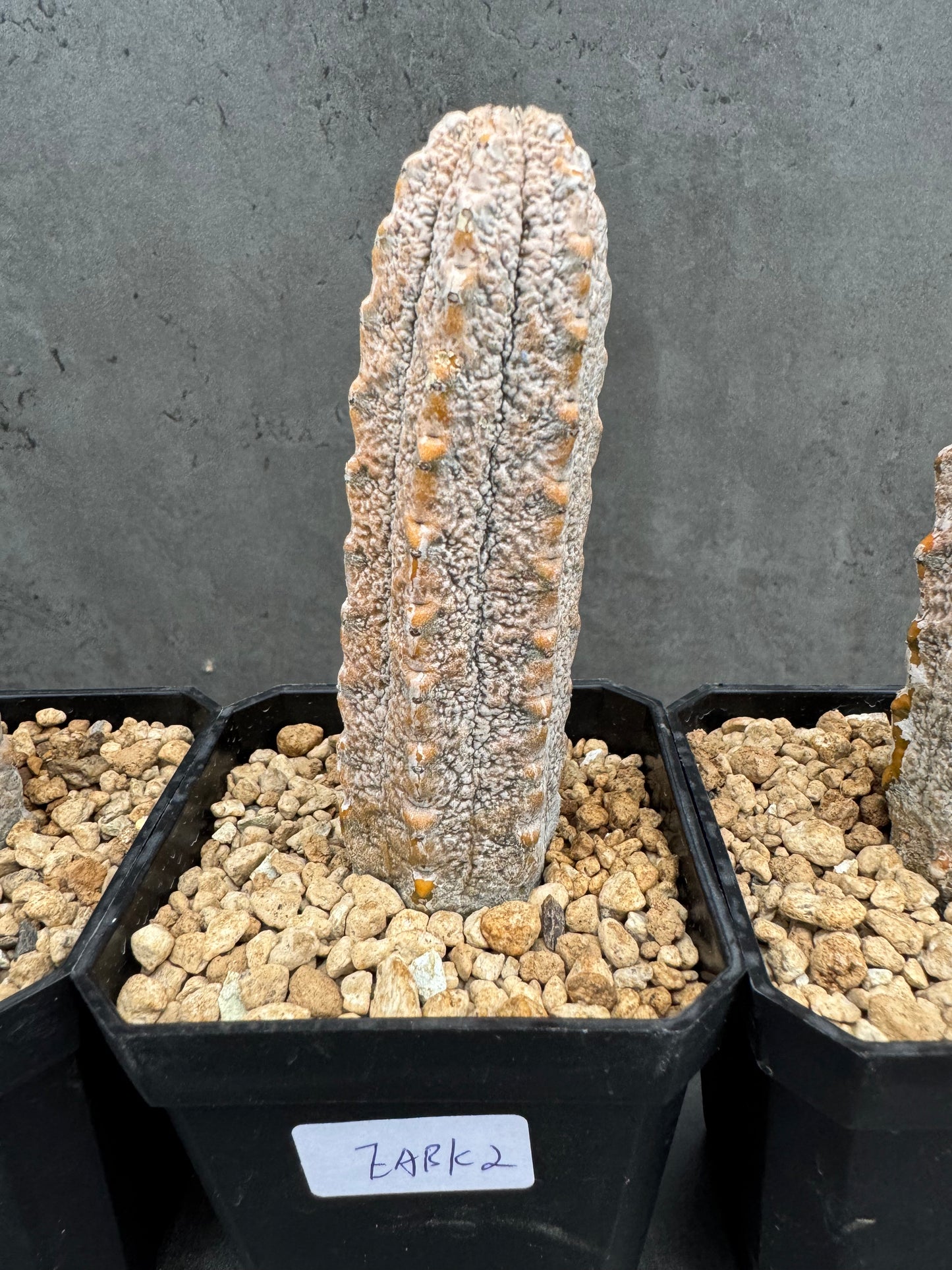 Euphorbia abdelkuri
