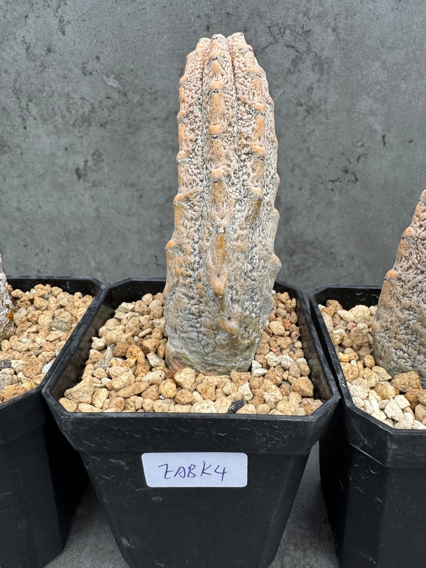 Euphorbia abdelkuri