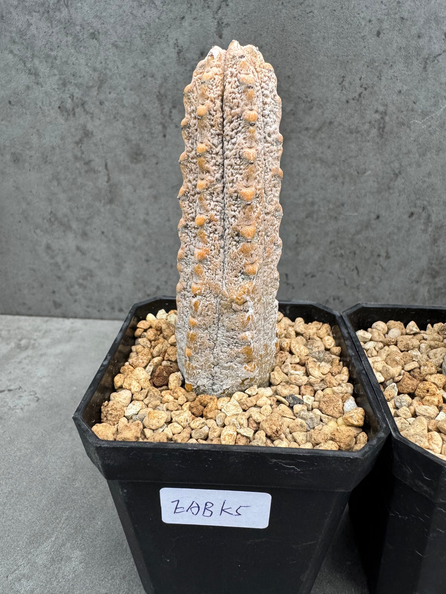 Euphorbia abdelkuri