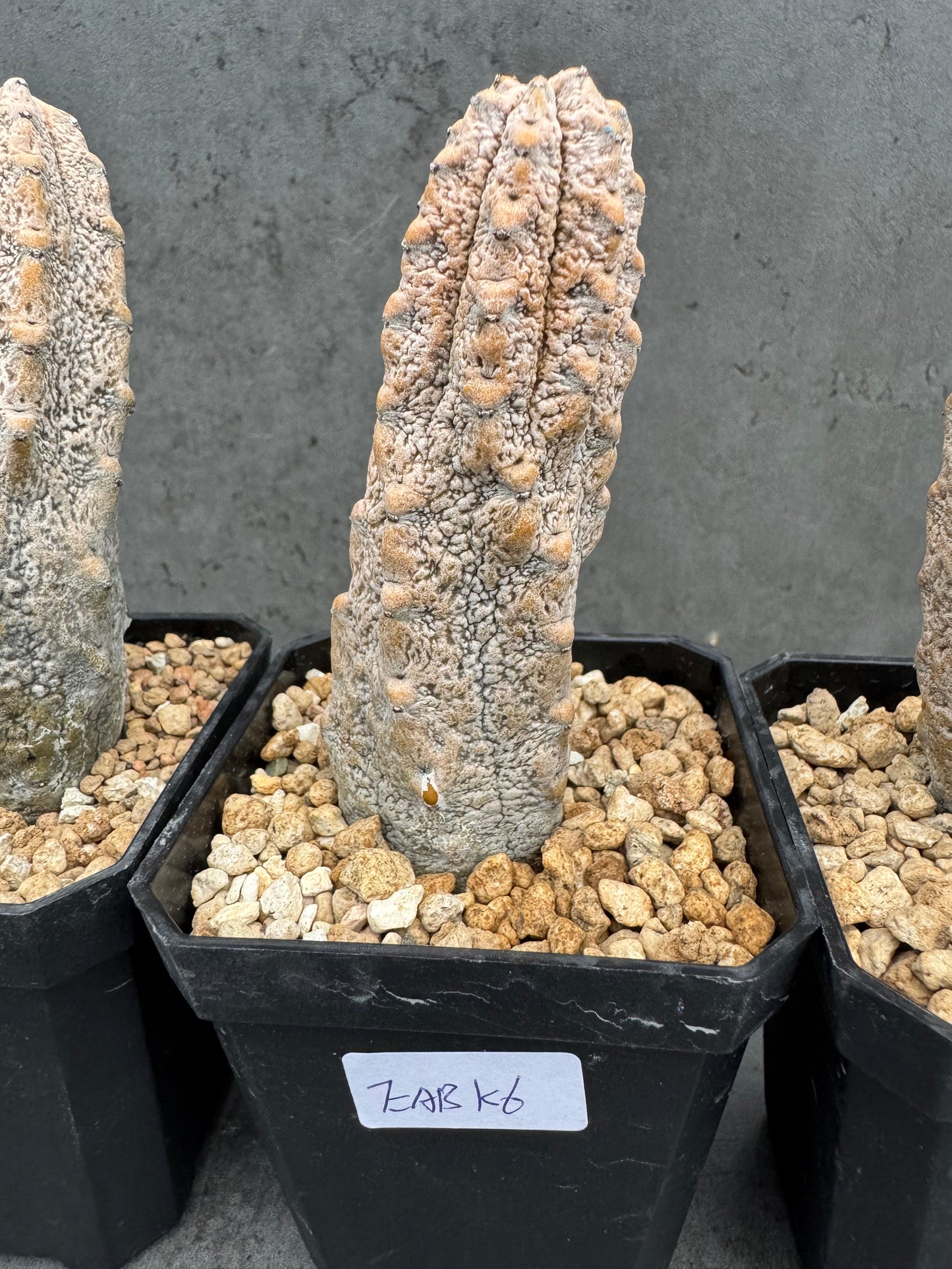 Euphorbia abdelkuri