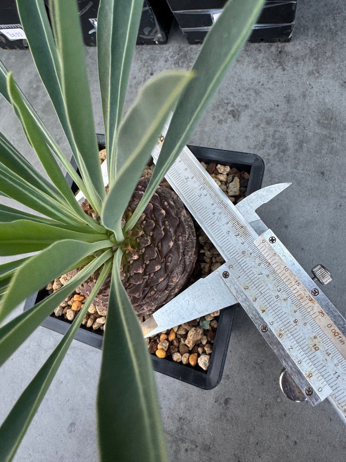 Euphorbia bupleurifolia - großes Exemplar