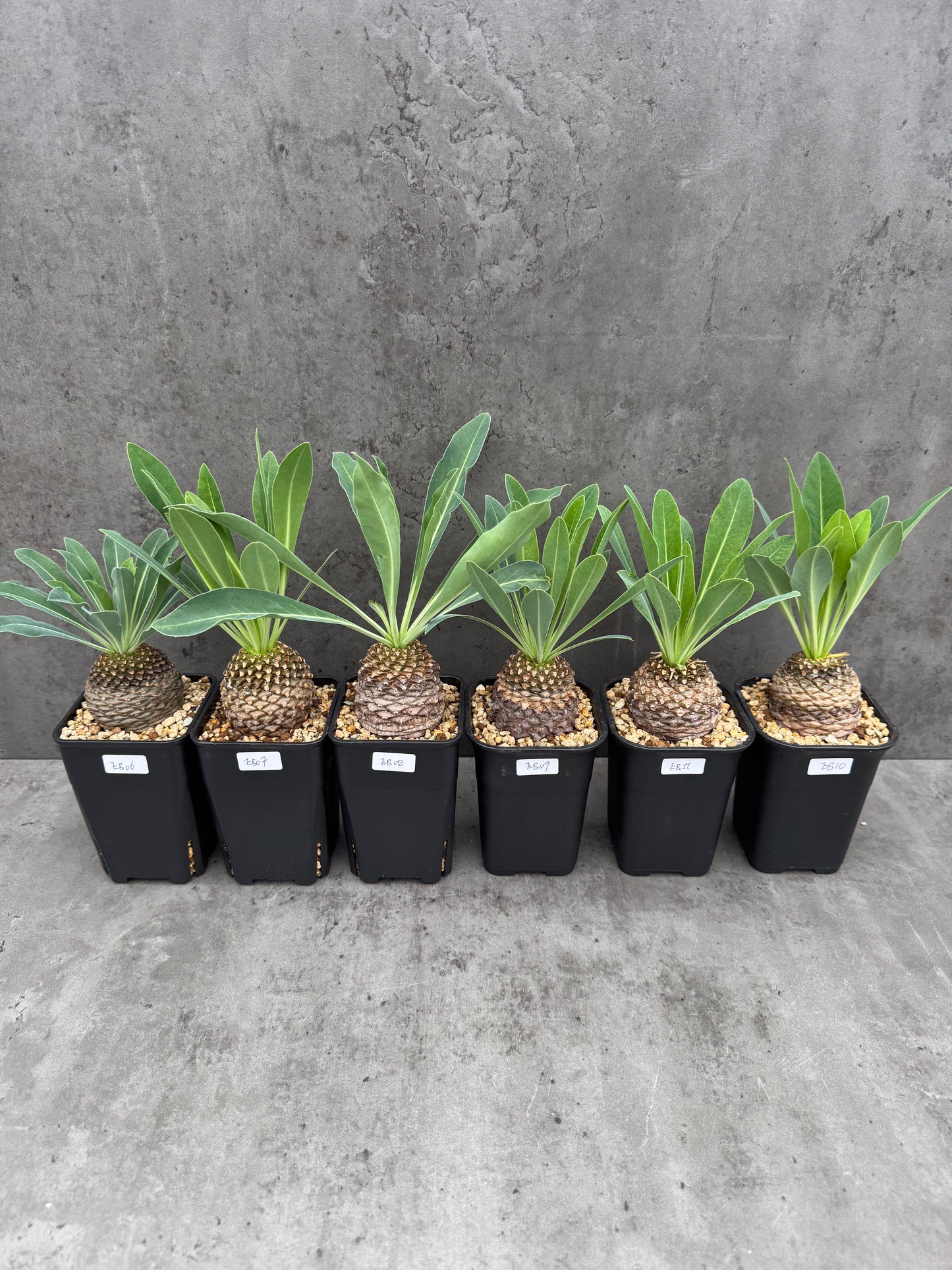 Euphorbia bupleurifolia - großes Exemplar