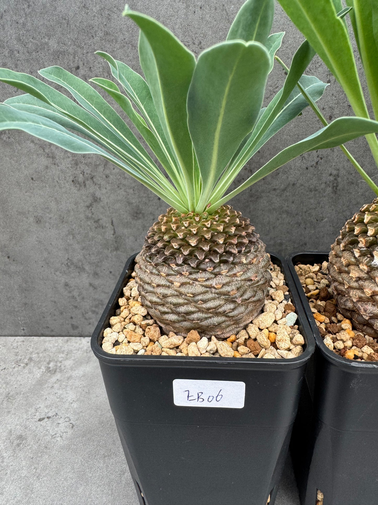 Euphorbia bupleurifolia - großes Exemplar