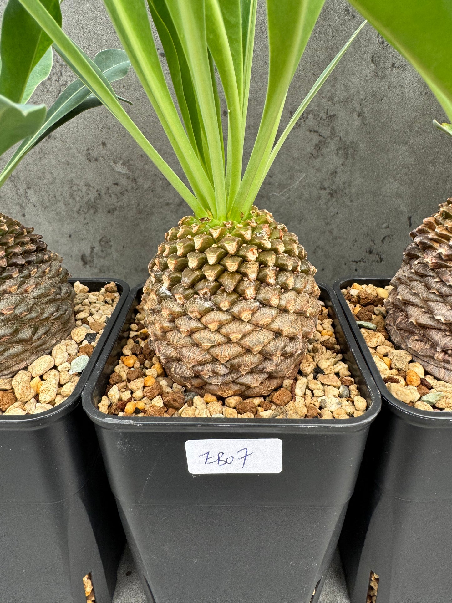 Euphorbia bupleurifolia - großes Exemplar