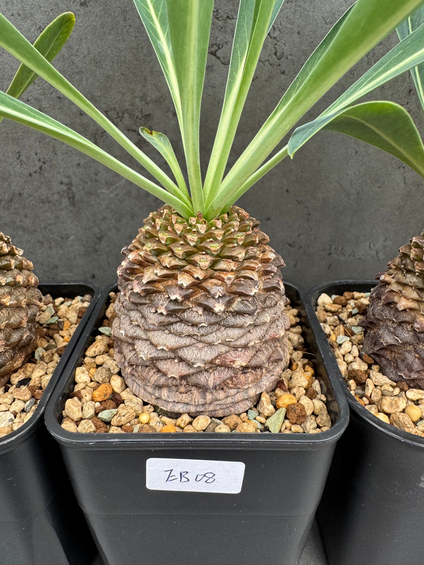 Euphorbia bupleurifolia - großes Exemplar