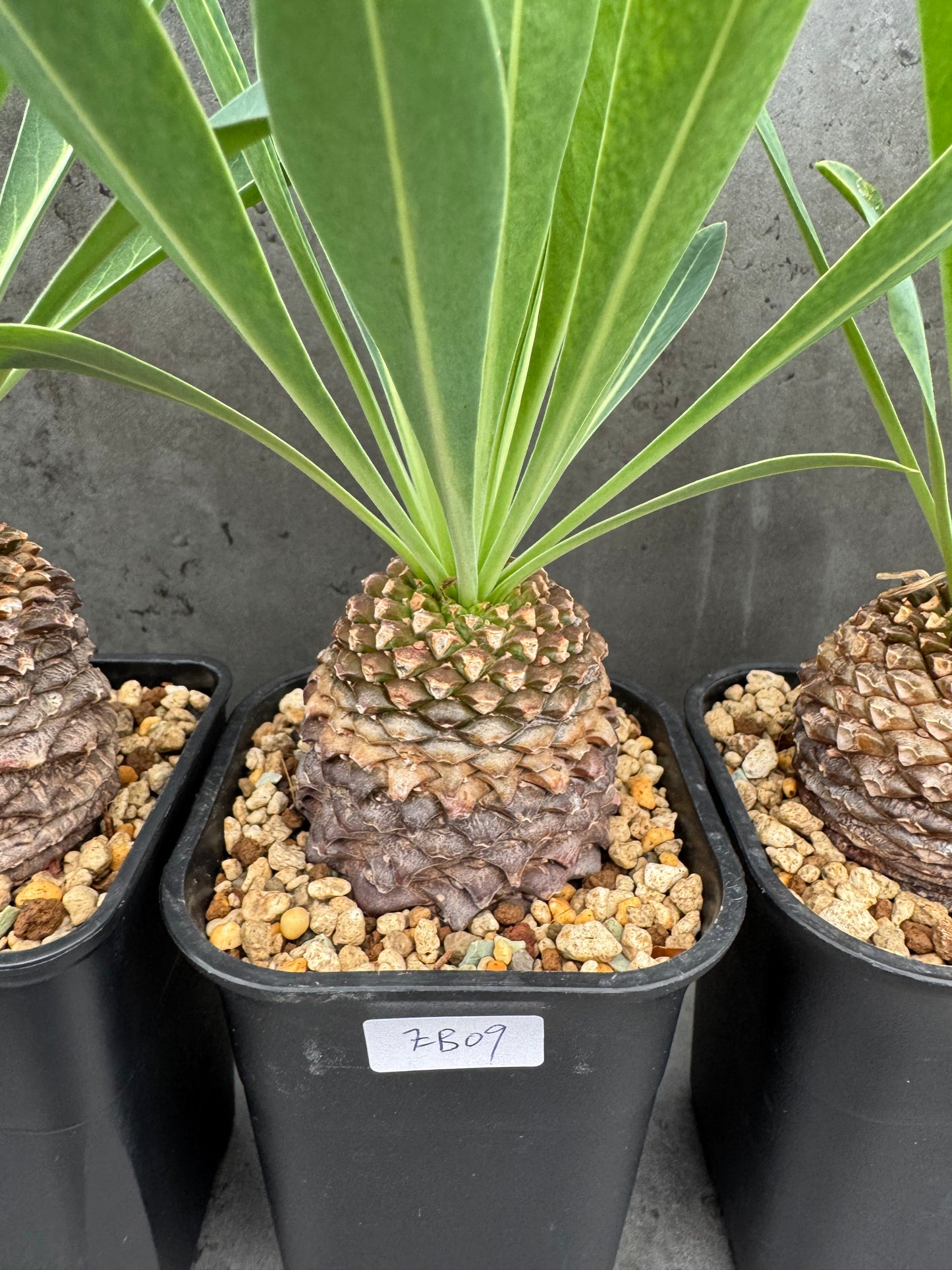 Euphorbia bupleurifolia - großes Exemplar