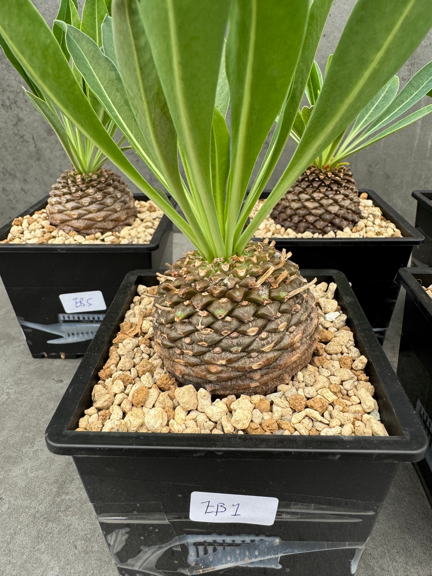 Euphorbia bupleurifolia - großes Exemplar