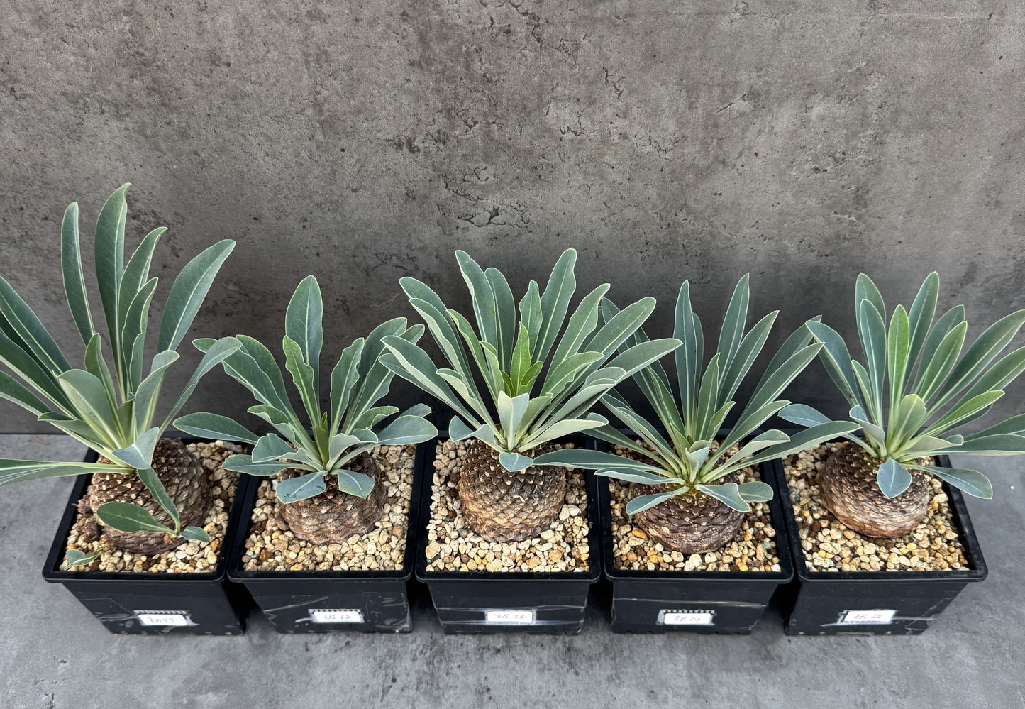 Euphorbia bupleurifolia - großes Exemplar