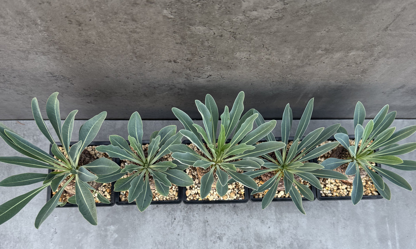 Euphorbia bupleurifolia - großes Exemplar