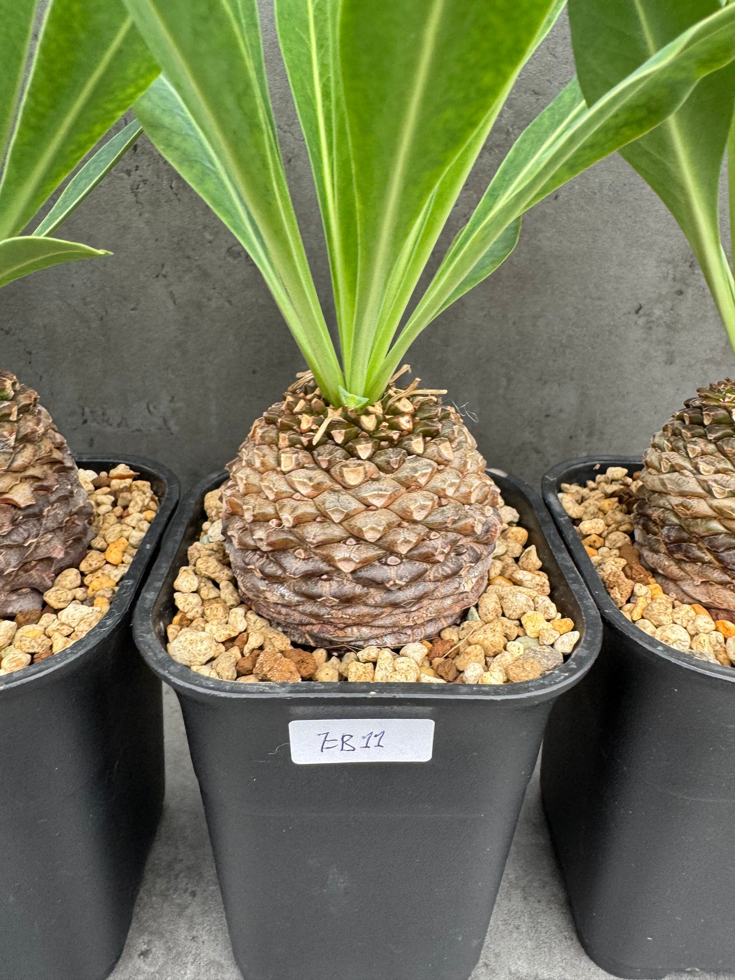 Euphorbia bupleurifolia - großes Exemplar