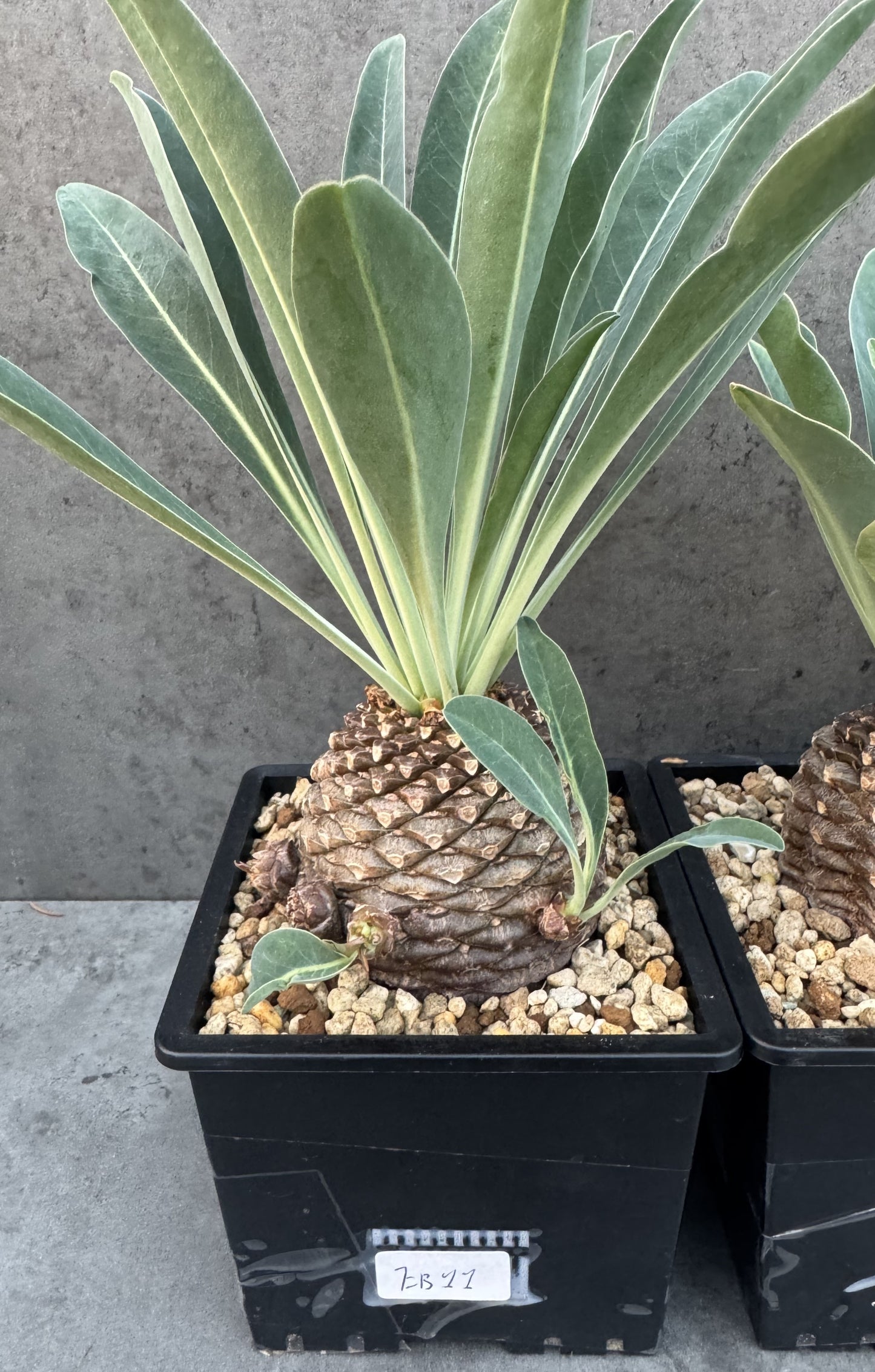 Euphorbia bupleurifolia - großes Exemplar