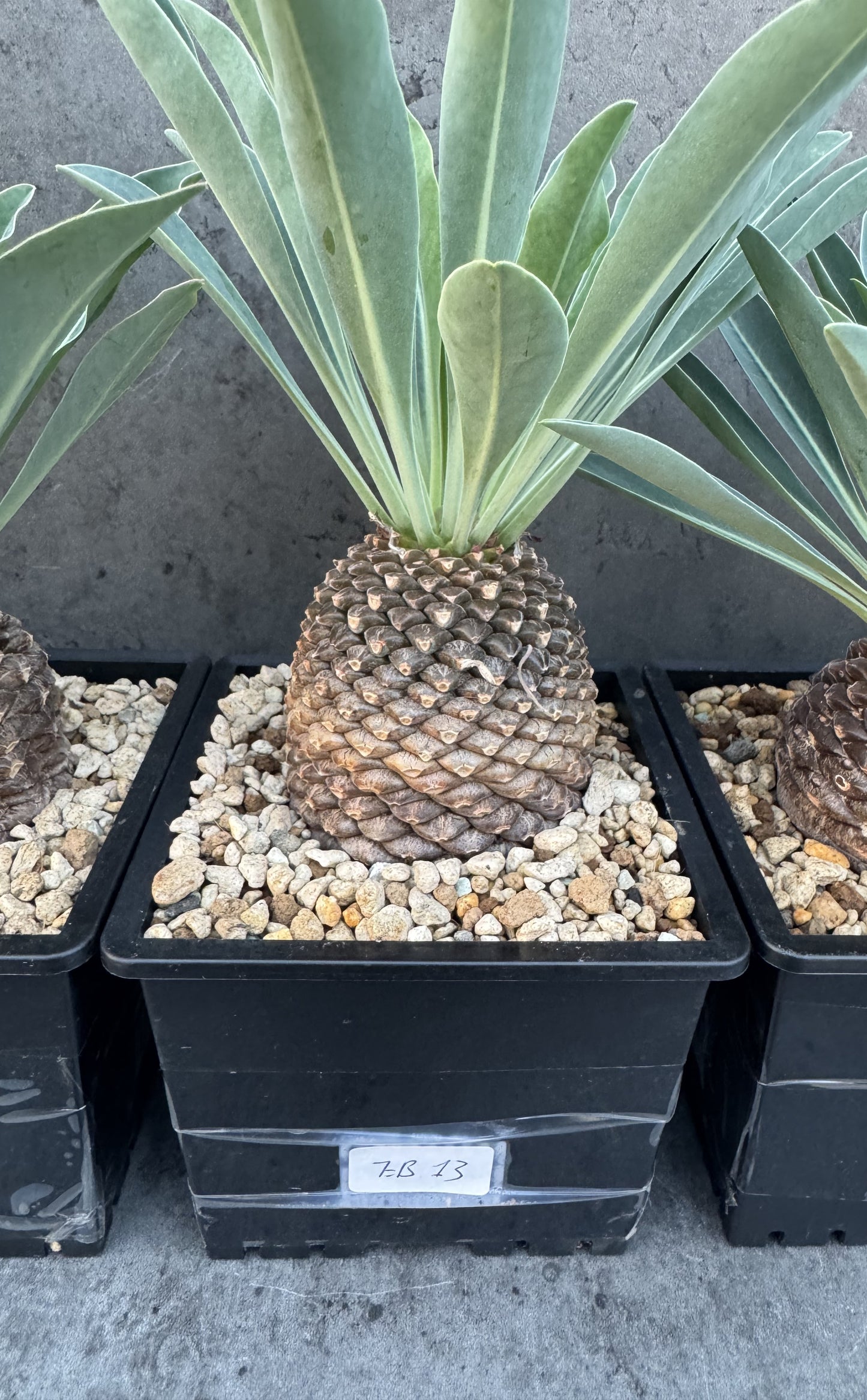 Euphorbia bupleurifolia - großes Exemplar