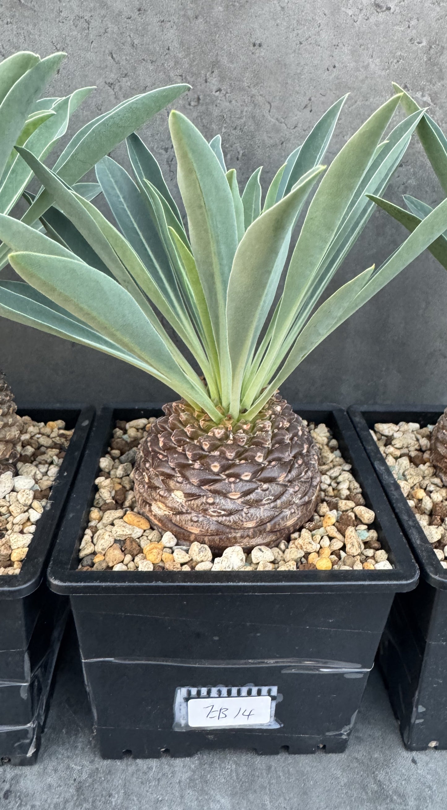 Euphorbia bupleurifolia - großes Exemplar