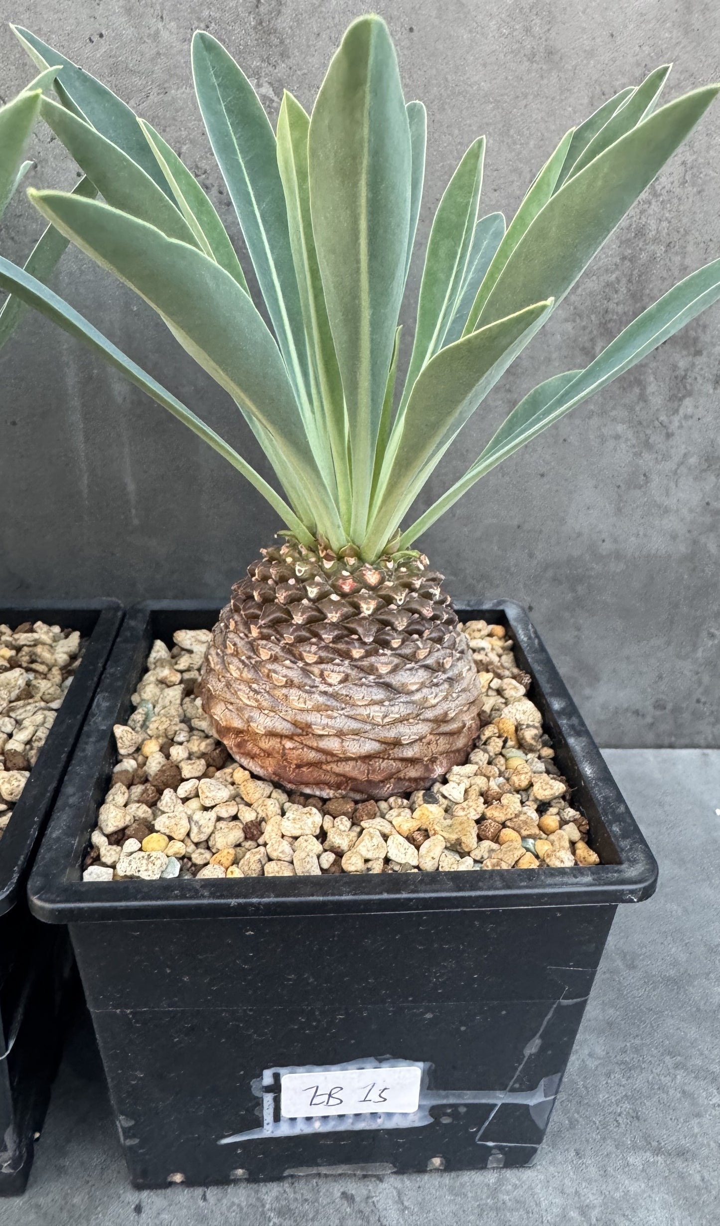 Euphorbia bupleurifolia - großes Exemplar