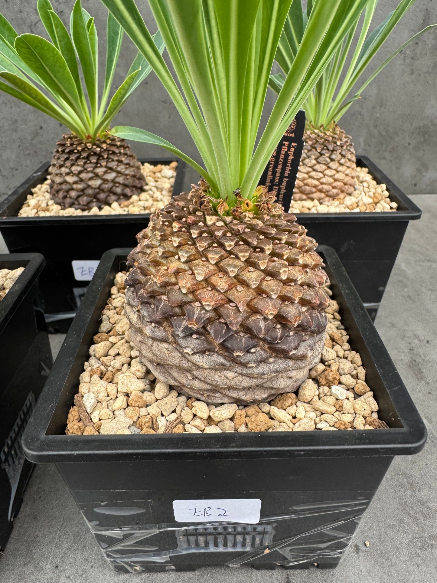 Euphorbia bupleurifolia - großes Exemplar