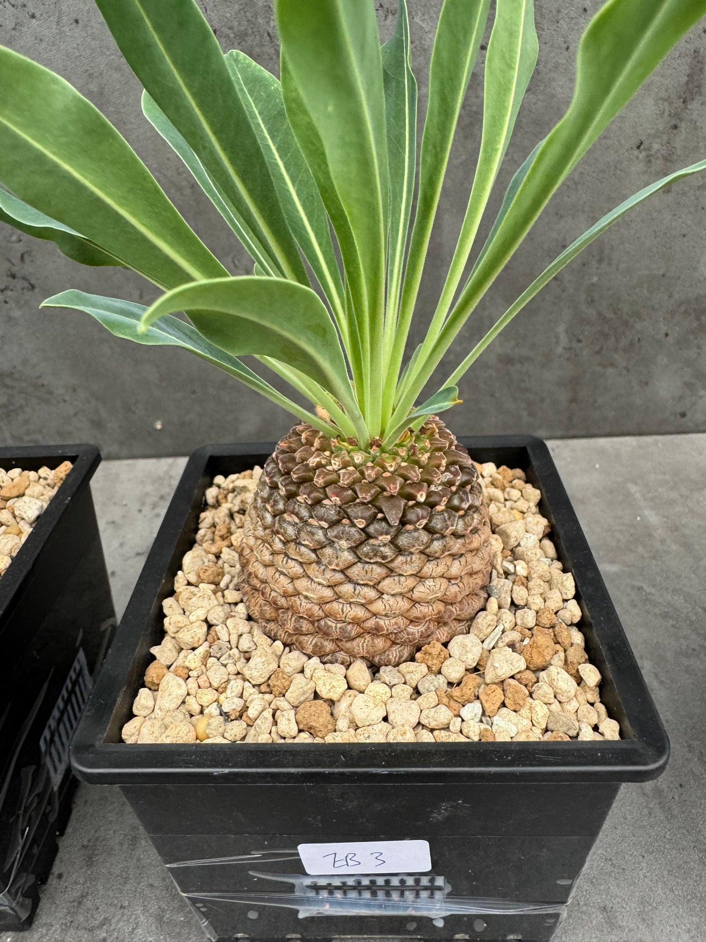 Euphorbia bupleurifolia - großes Exemplar
