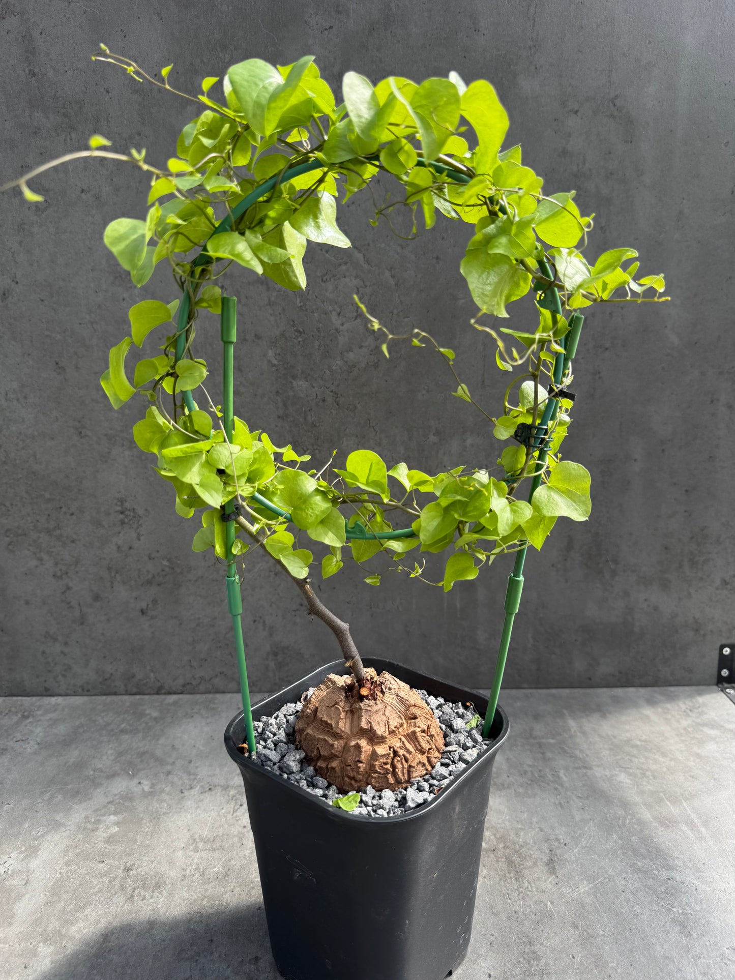 Dioscorea elephantipes – vollständig bewurzeltes Exemplar – Dioe-02