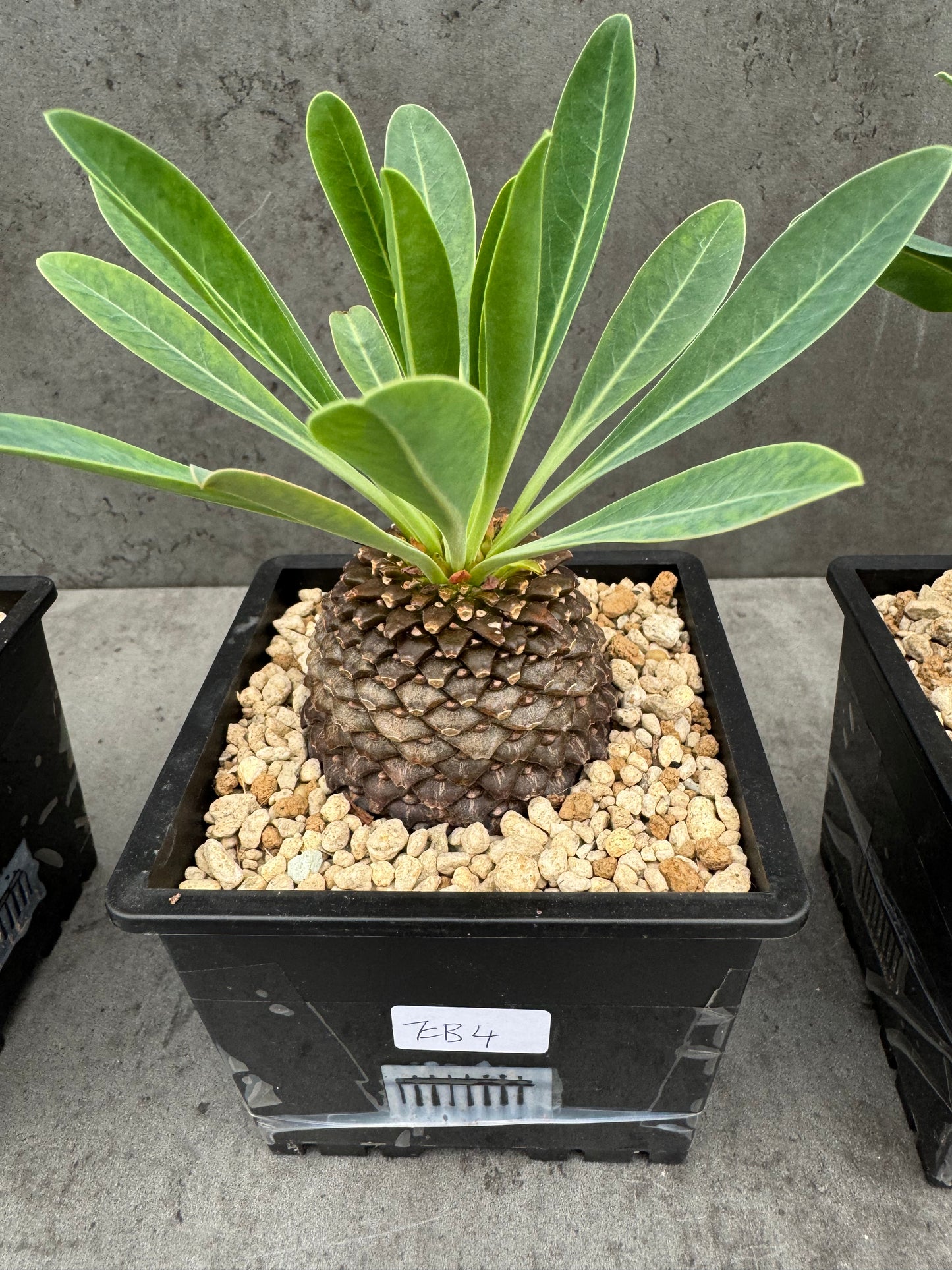 Euphorbia bupleurifolia - großes Exemplar