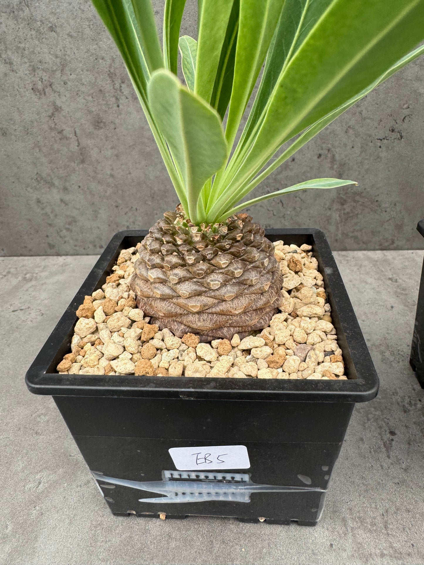 Euphorbia bupleurifolia - großes Exemplar
