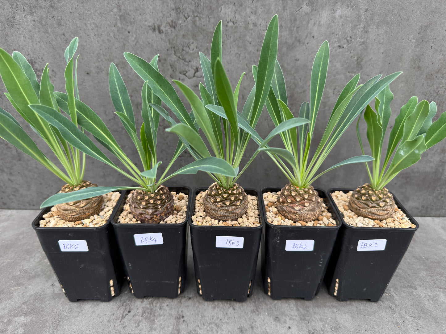 Euphorbia bupleurifolia