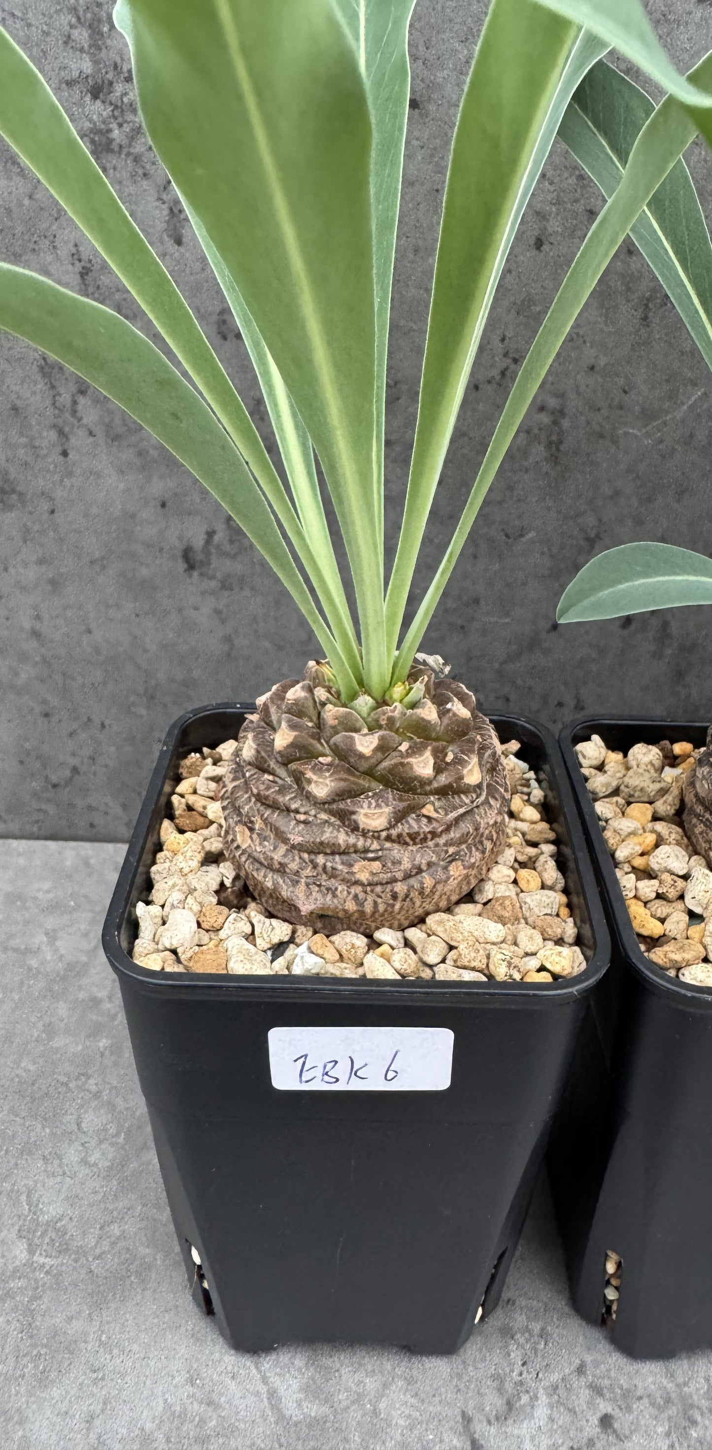 Euphorbia bupleurifolia